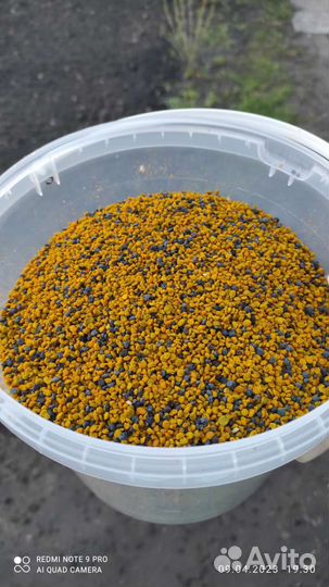 Пыльца 2023 г