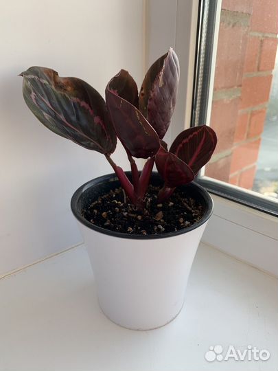 Калатея розеопикта Дотти