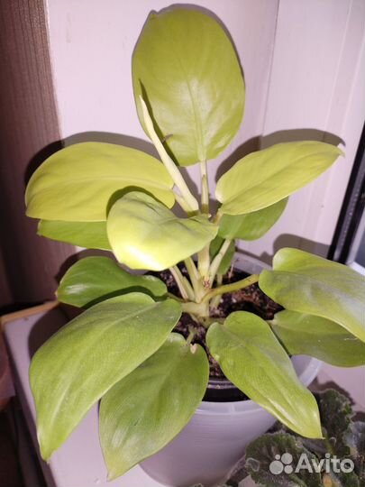 Комнатные растения