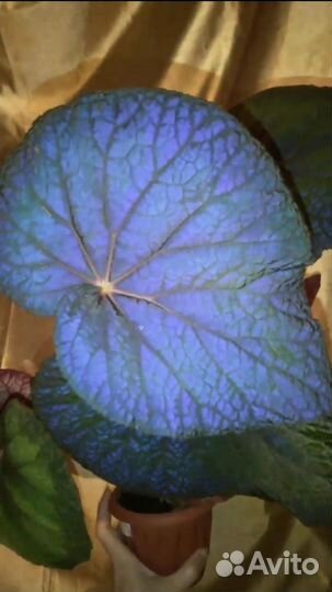 Бегония Green Goddes, Тайская синяя