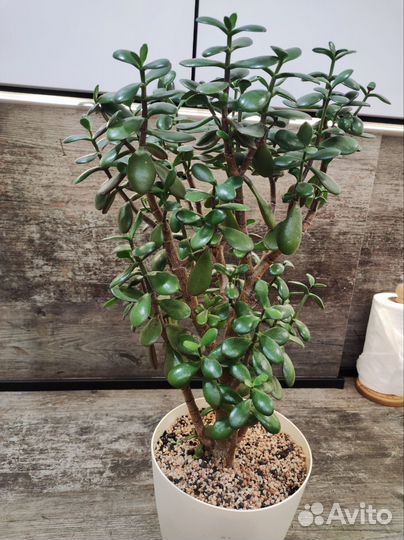 Толстянка денежное дерево крассула