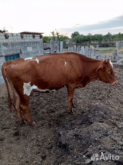Продаются телки