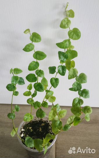 Спатифилум джемени