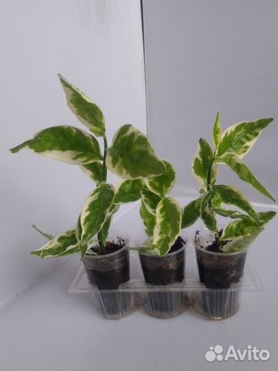 Педилантус