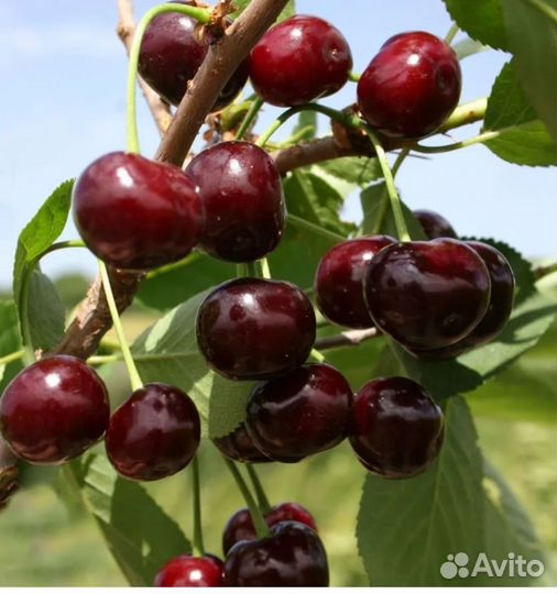 Саженцы вишни владимирской