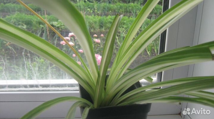 Хлорофитрум, крассула