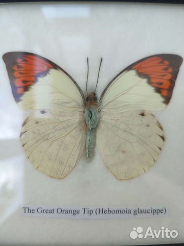 Экзотические бабочки в рамках из Тайланда объявление продам