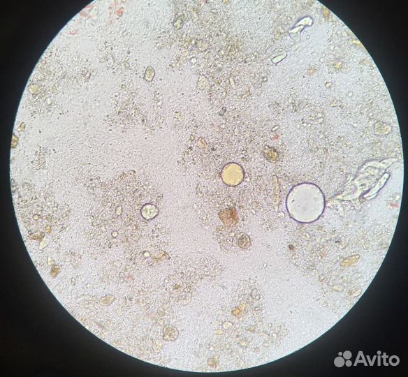 Ветеринарный врач / Выезд на дом