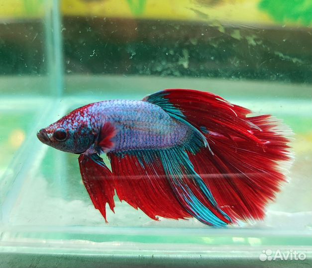Рыбка петушок самец