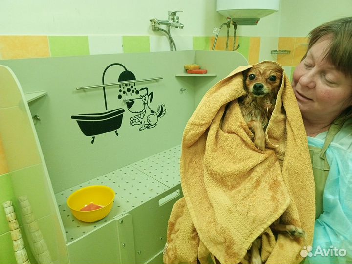 Груминг, экспресс-линька, помывка собак, кошек