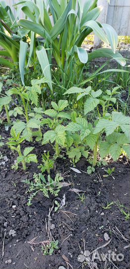 Саженцы желтой малины