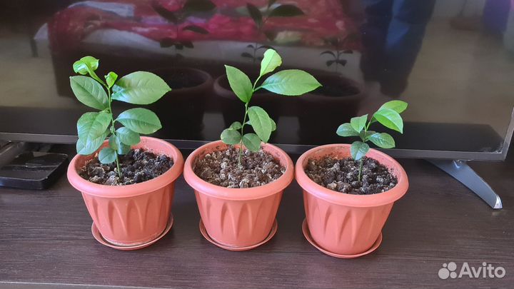 Лимон, апельсин, мандрин