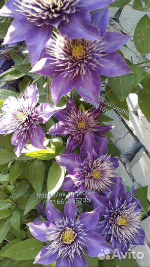 Клематис Мульти Блю