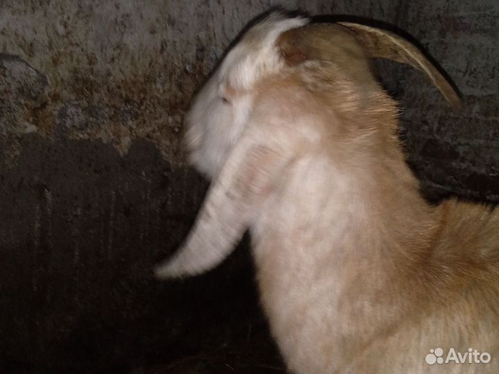 Нубийский козел