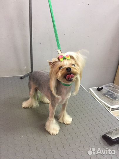 Стрижка йоркширского терьера