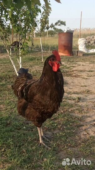 Яйцо инкубационное