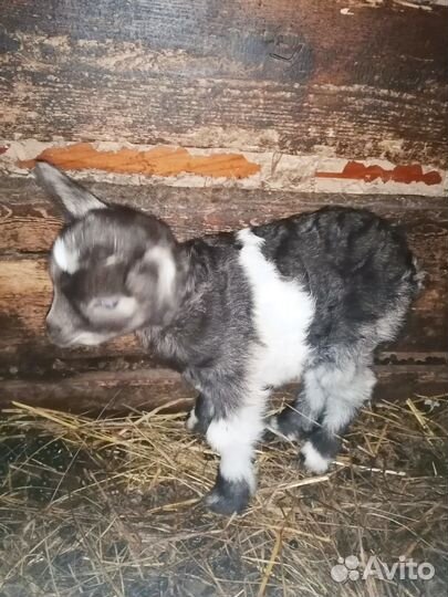 Продам козочек