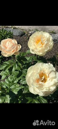 Пионы пастелеганс