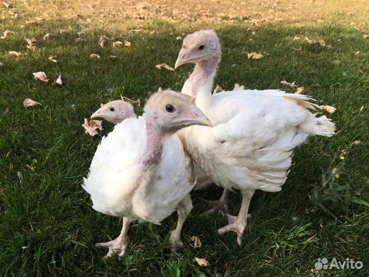 Индюшата. Порода хайбрид конвертер