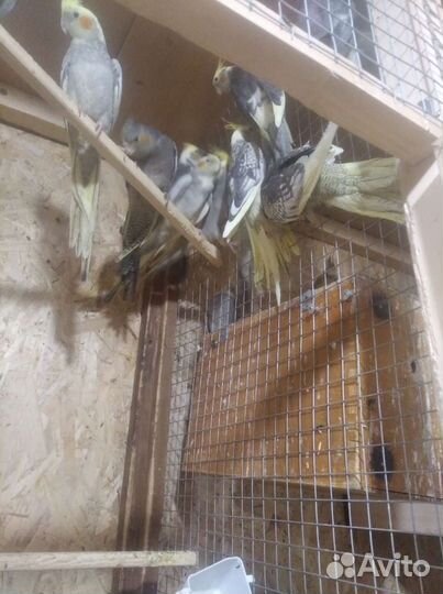 Попугаи Корелла молодые