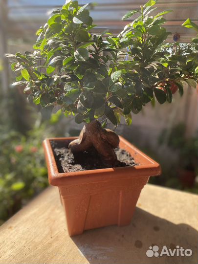 Фикус микрокарпа