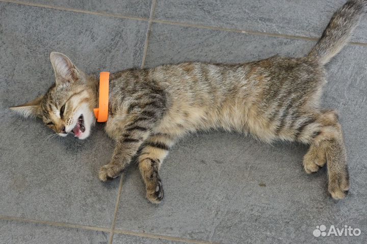 Кошка в дар