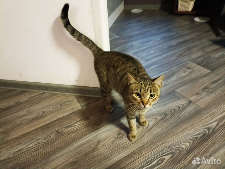 Кошка ласковая