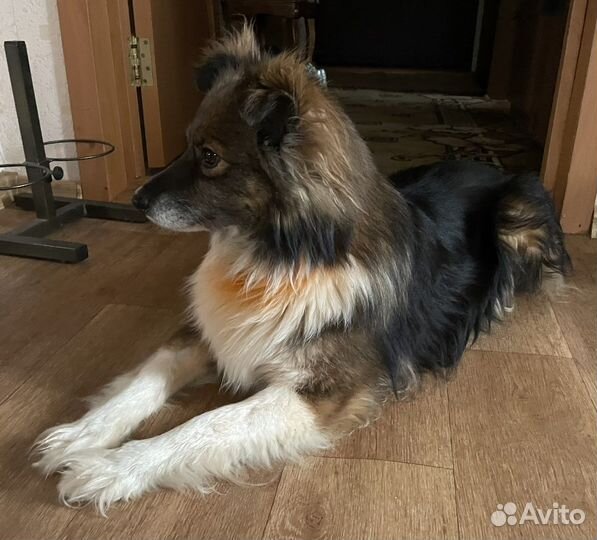 Собака, для счастья