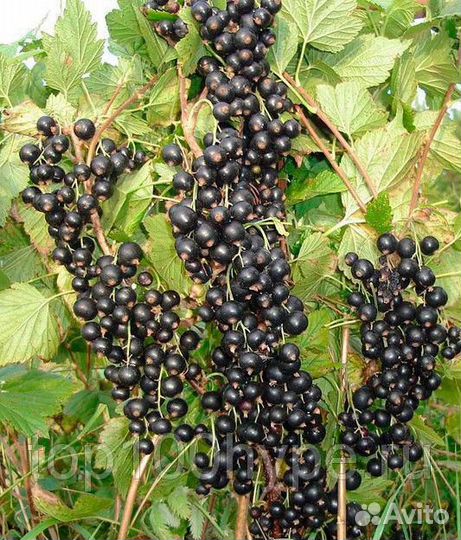 Смородина разная в зкс