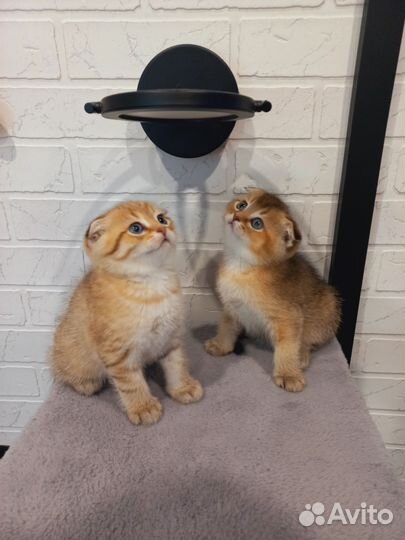 Шотландский вислоухий кот