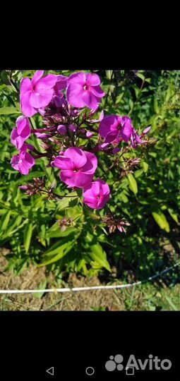 Седум, многолетняя садовая ромашка, флоксы