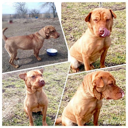 Полушарпей