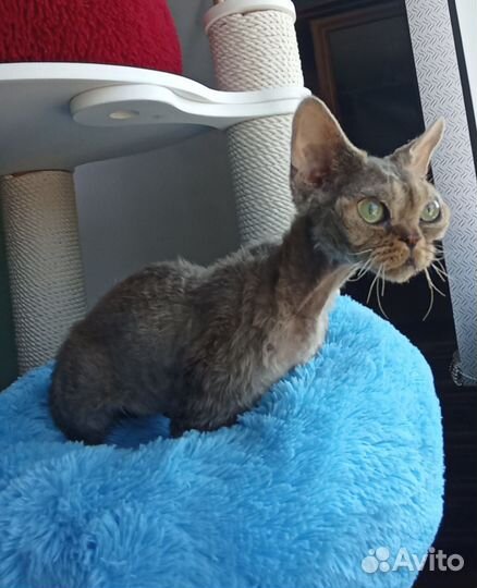 Девон рекс котик