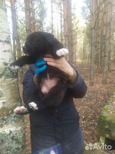 Отдам щенков в добрые руки бесплатно