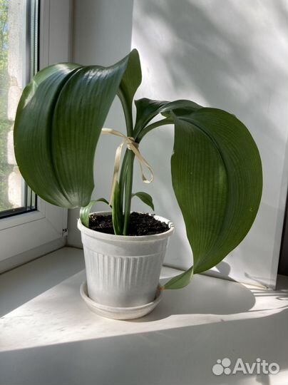 Эухарис или амазонская лилия