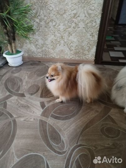 Померанский шпиц