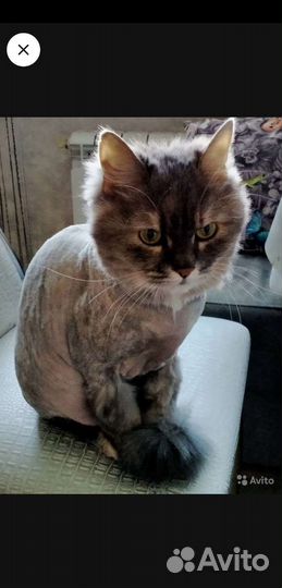 Стрижка собак и котиков