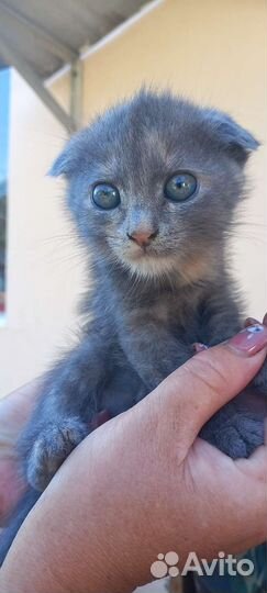 Отдам котят мама британка, вислоухие едят всё