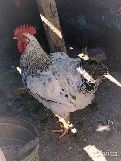 Молодые петухи