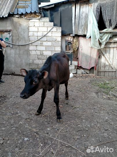 Тёлка джерси 7 месяцев