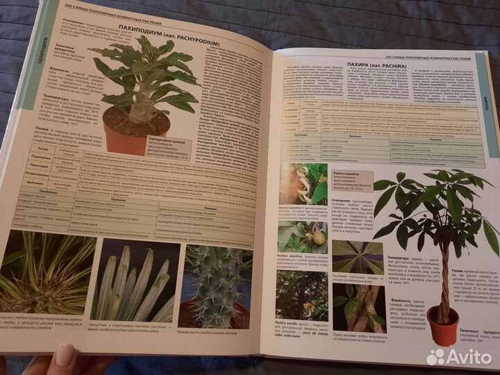 Большая энциклопедия Комнатные растения