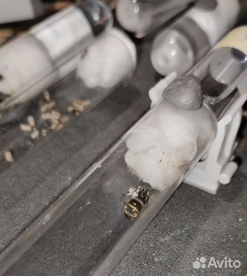 Продаются колонии муравьëв Лазиус нигер