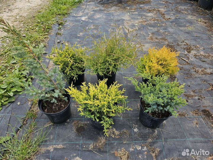 Можжевельник, туя