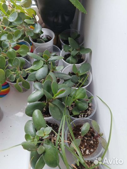 Листья Бога,лимон,дерево любви и тд