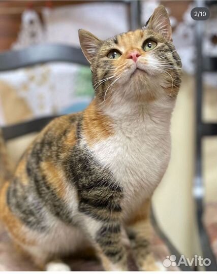 Нежная Кошка Тося в ждёт семью