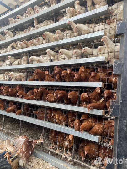 Бройлер росс 308, куры несушки
