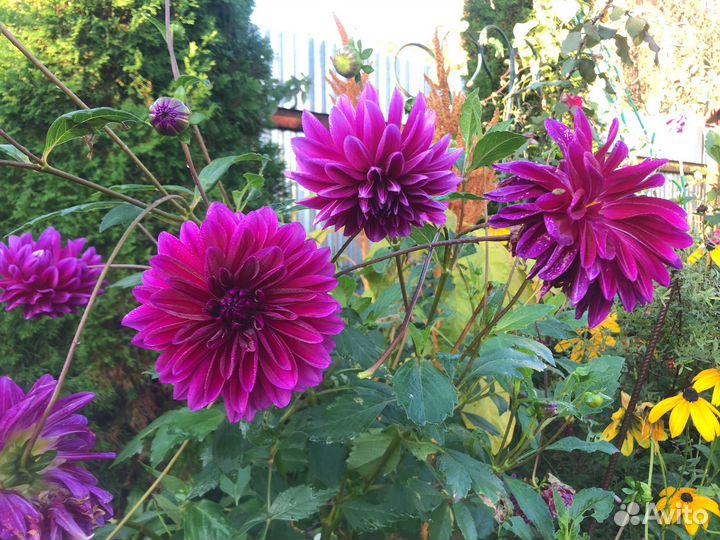 Хризантемы