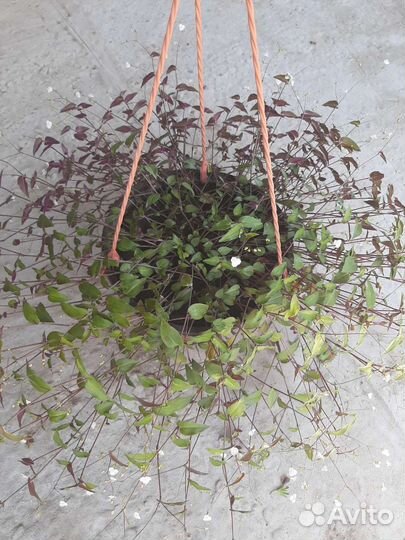 Традесканция гибазис (фата невесты)