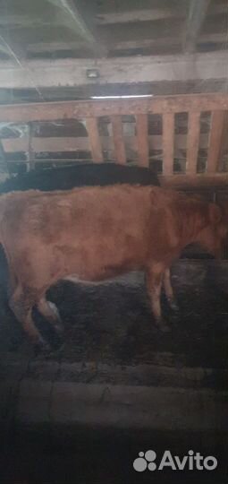 Тёлки с откорма
