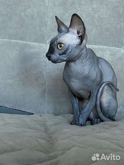 Канадский сфинкс